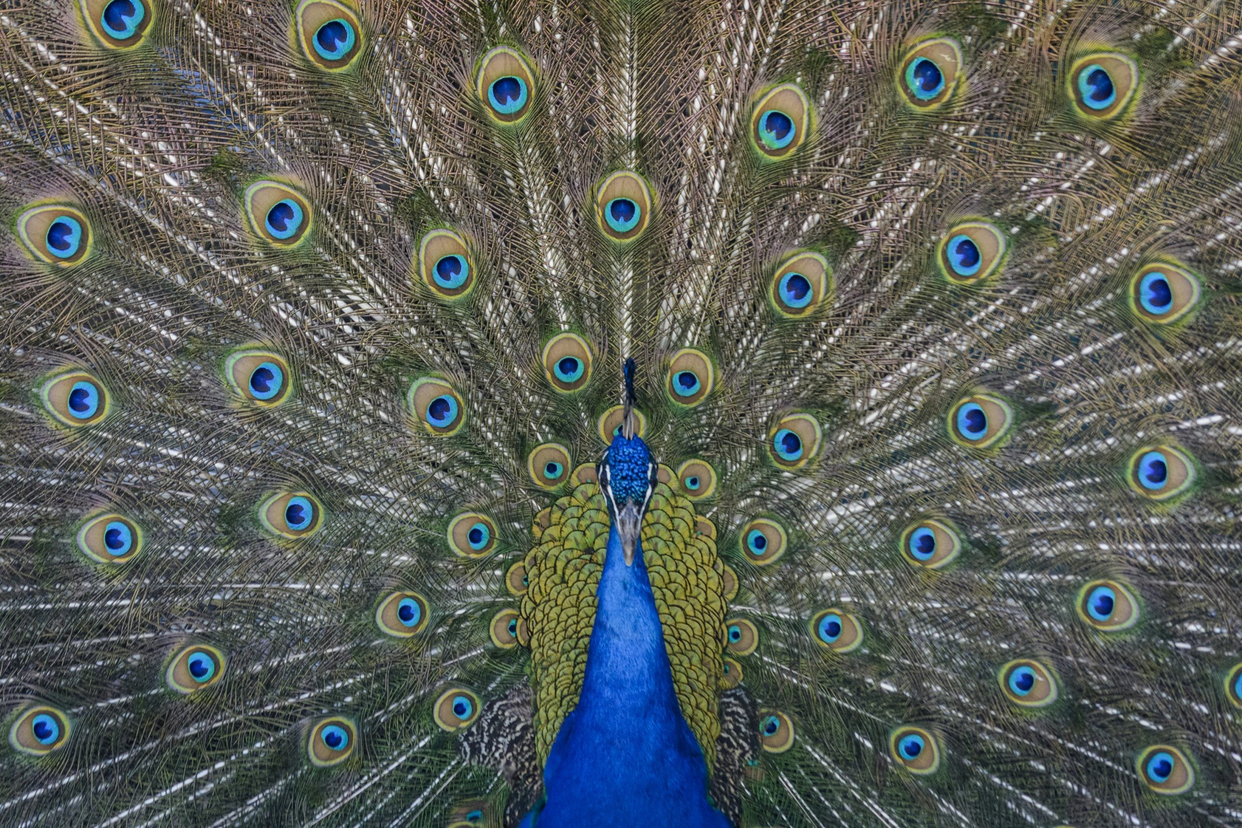 A colourful peacock displaying its magnificent tail feathers