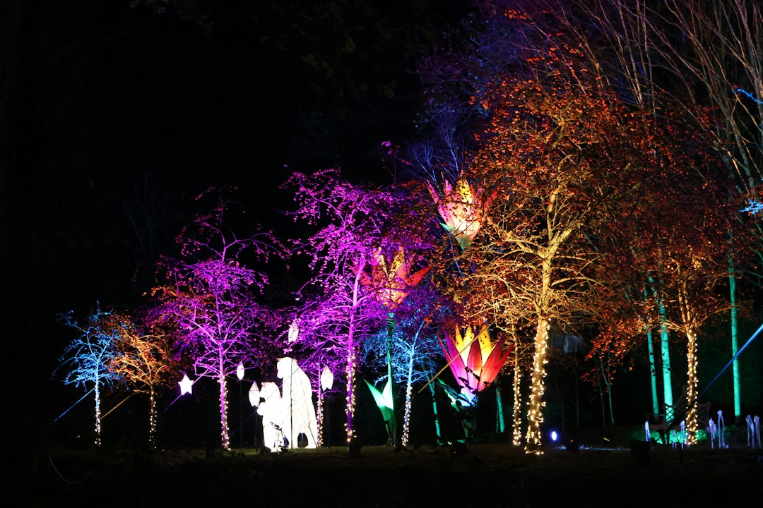 Woodland trees illuminated with colourful lights for a festive winter trail