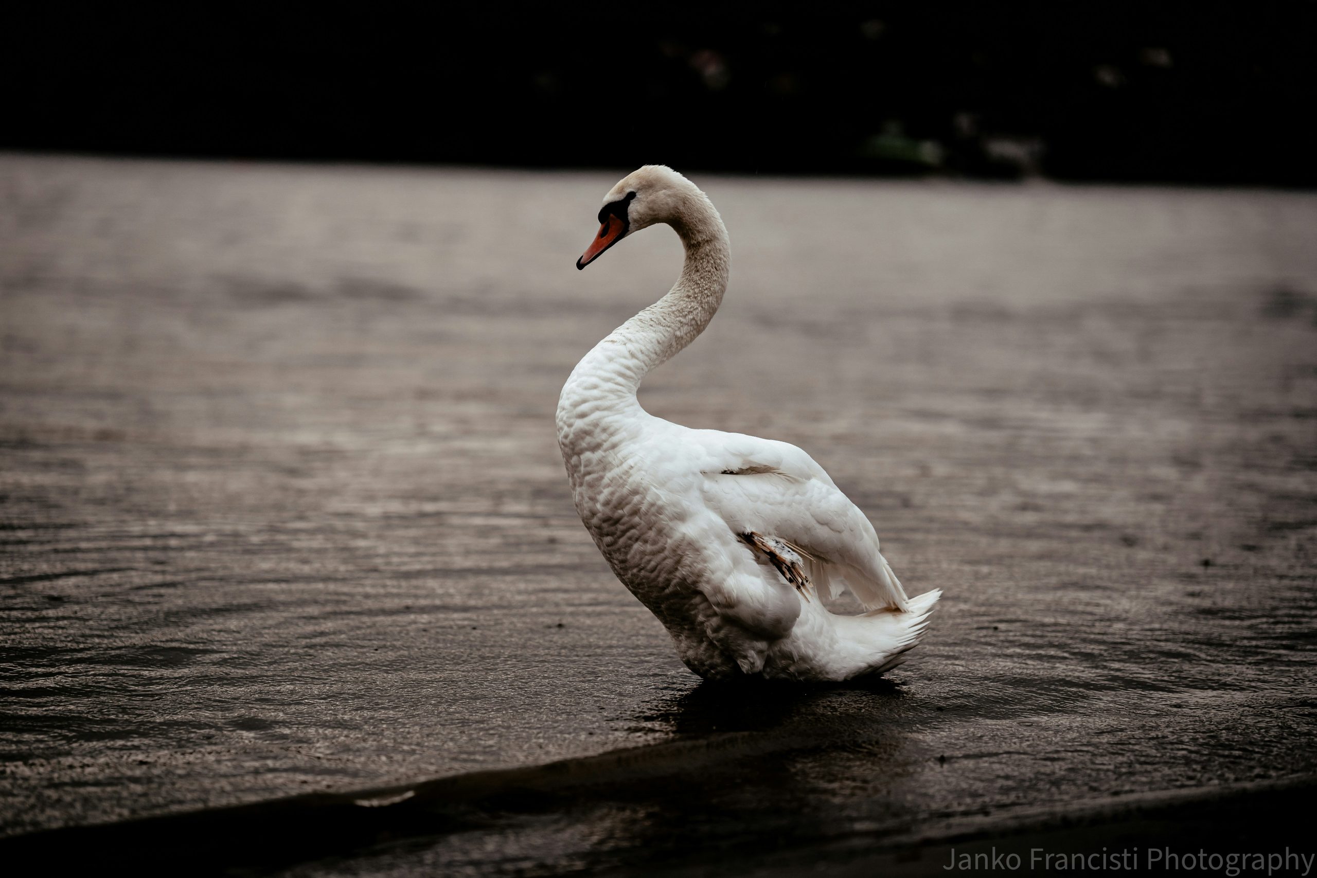 A white Mute Swan gliding across calm water